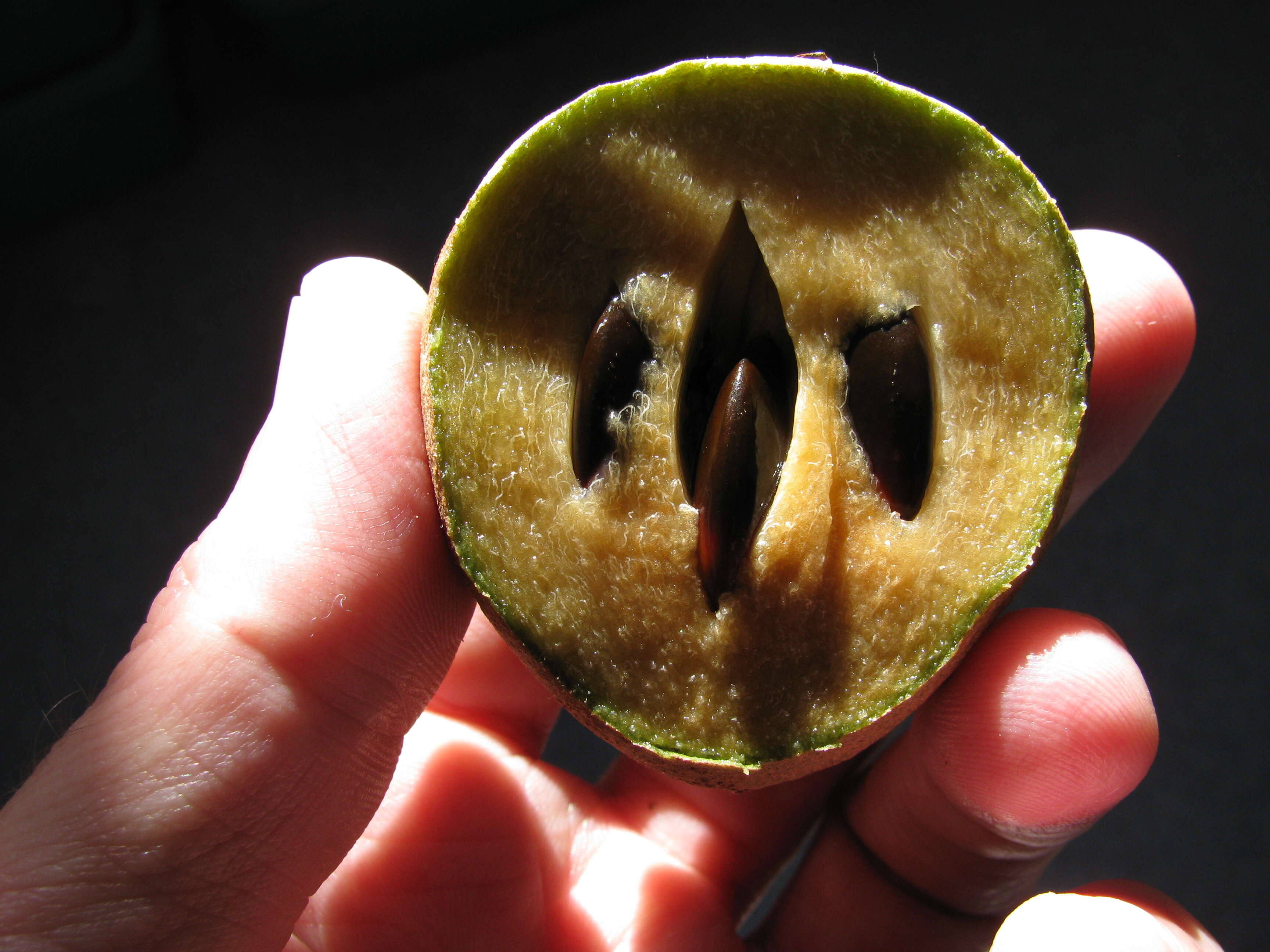 Image of sapodilla