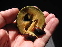 Image of sapodilla