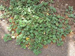 Image of desert horsepurslane