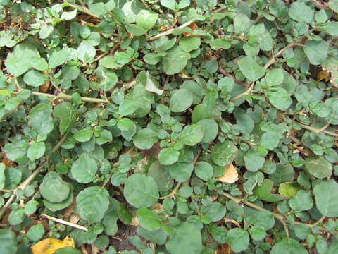 Image of desert horsepurslane