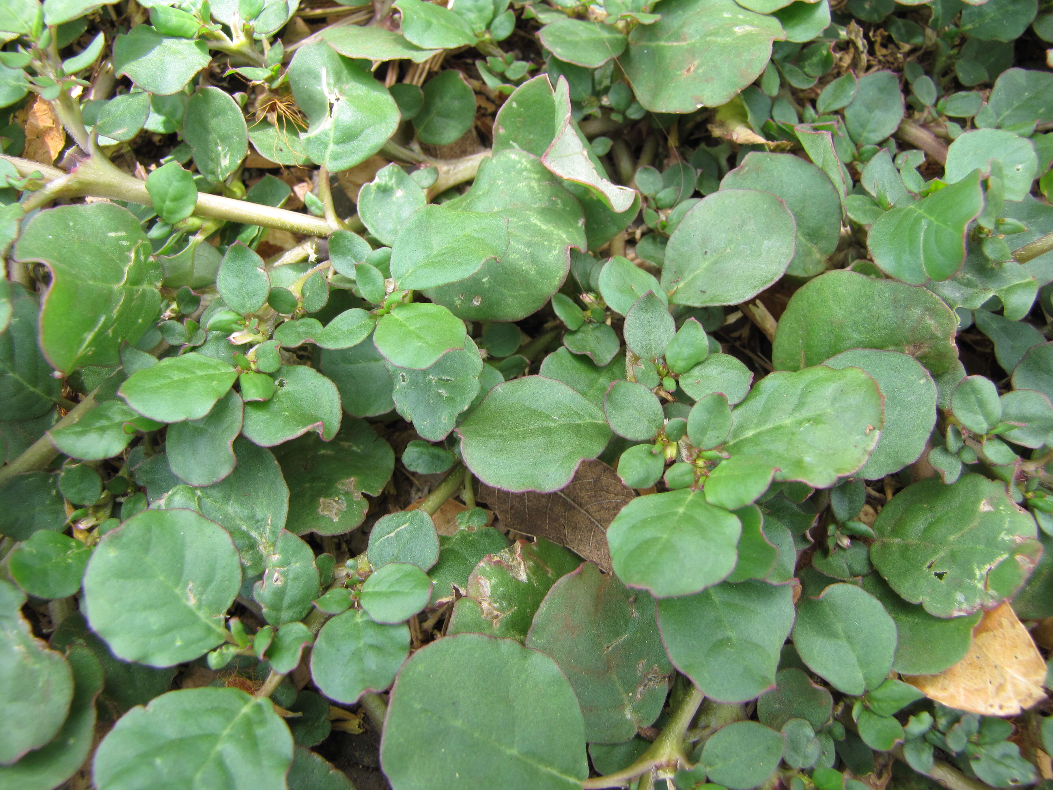 Image of desert horsepurslane