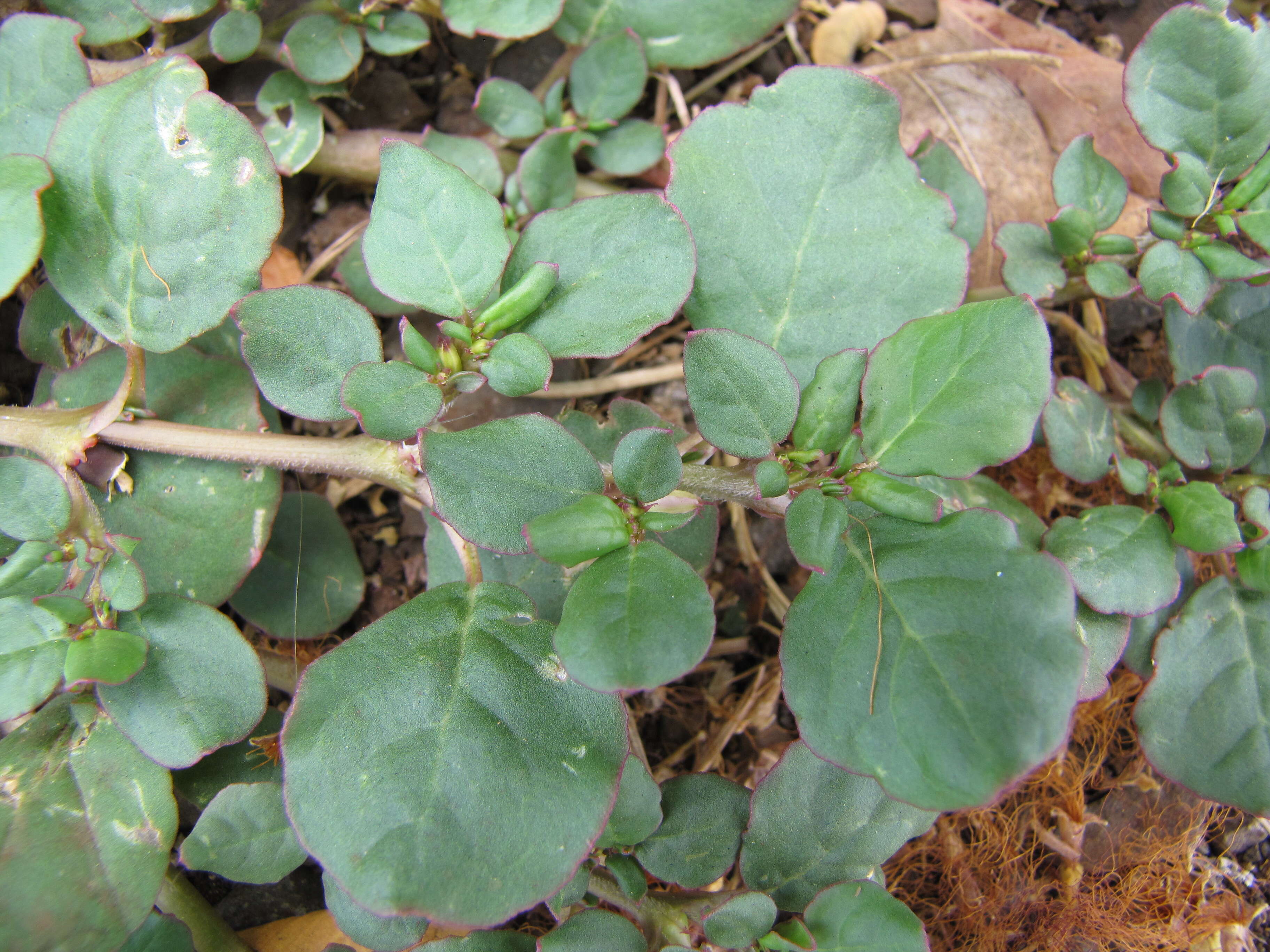 Image of desert horsepurslane