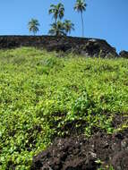 Image of wild leadwort