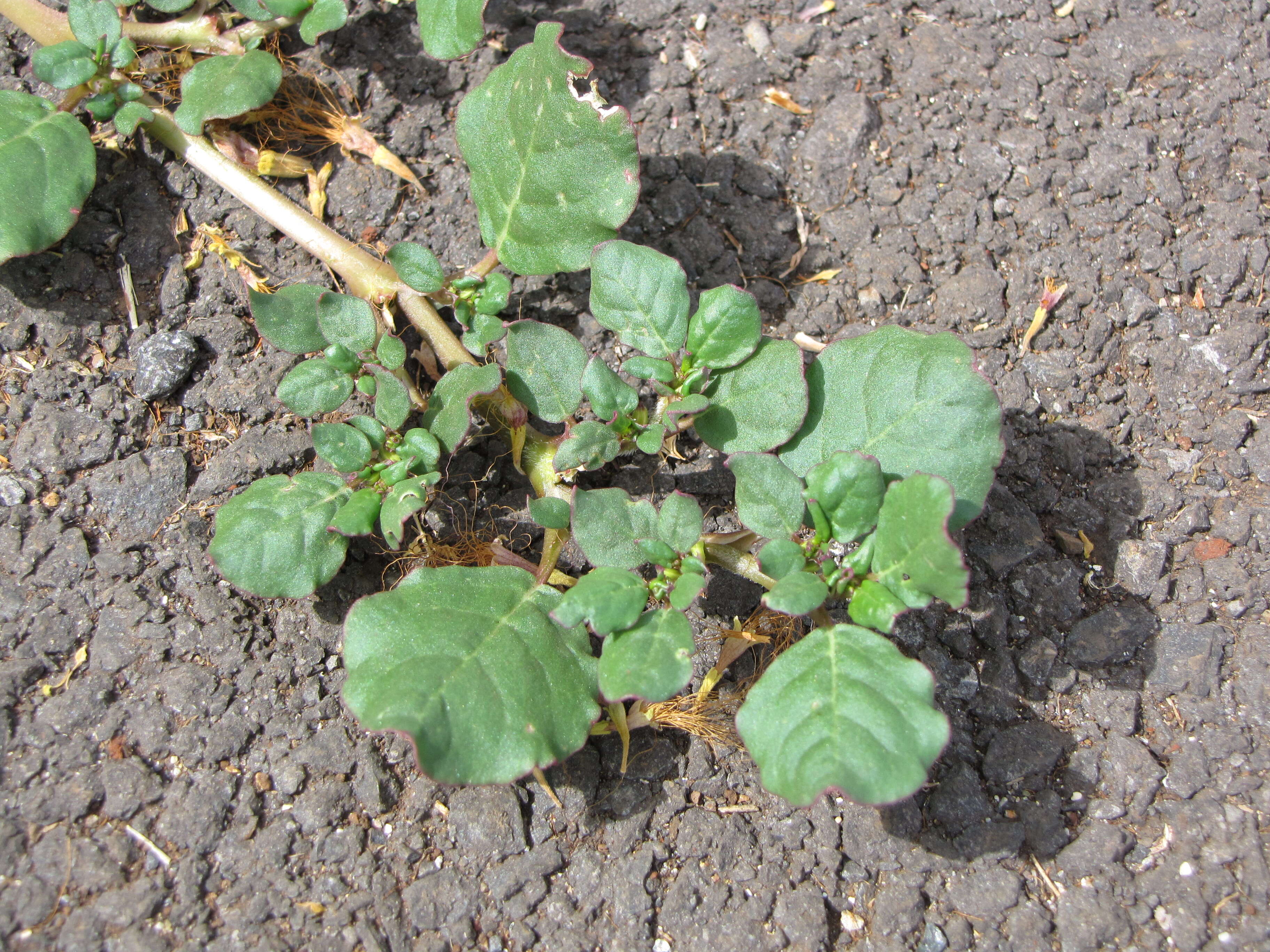 Image of desert horsepurslane