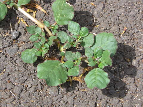 Image of desert horsepurslane