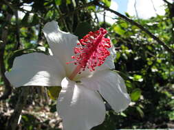 Image of white Kauai rosemallow