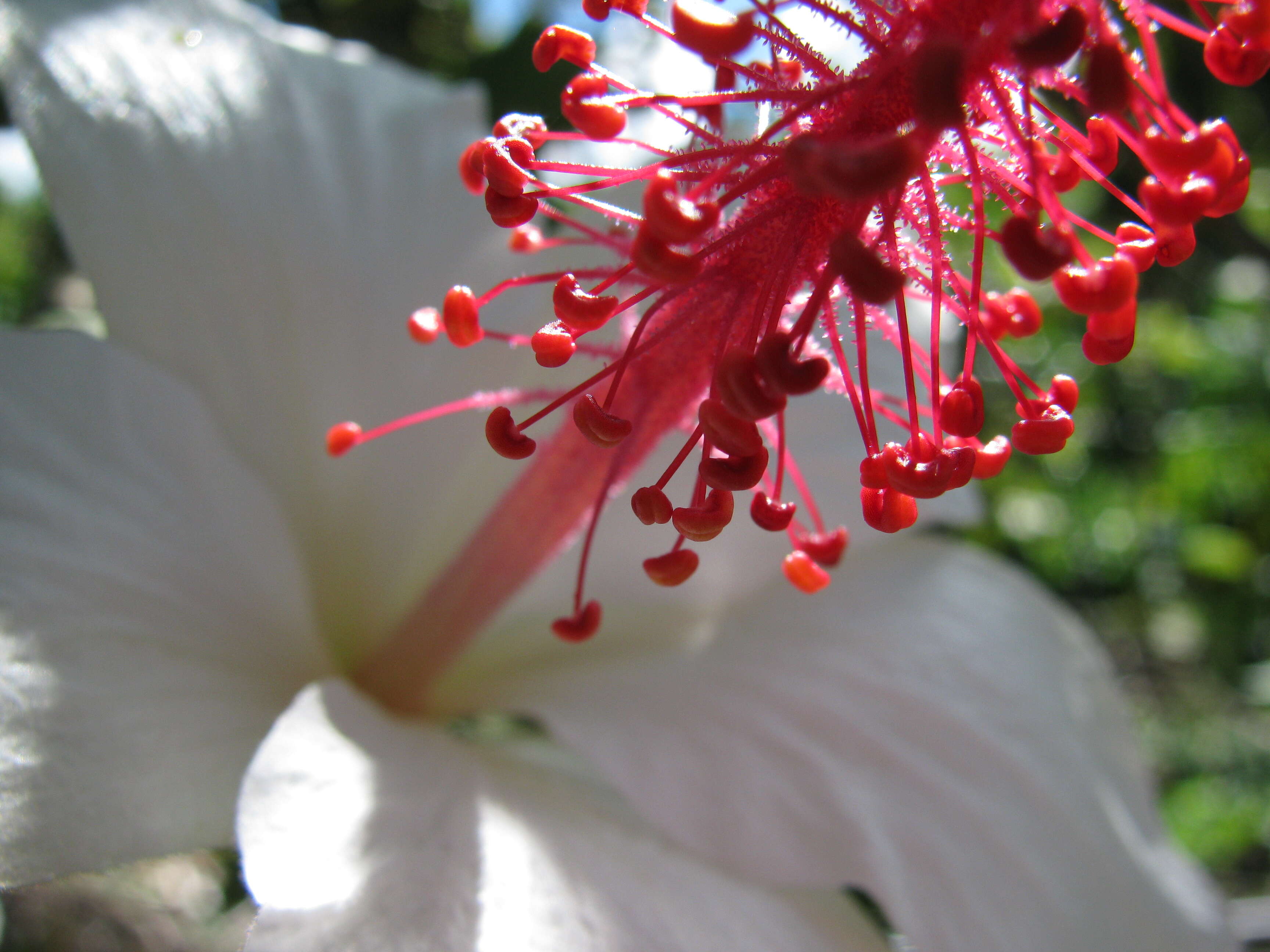 Image of white Kauai rosemallow