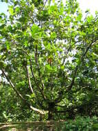 Image of Breadfruit Tree