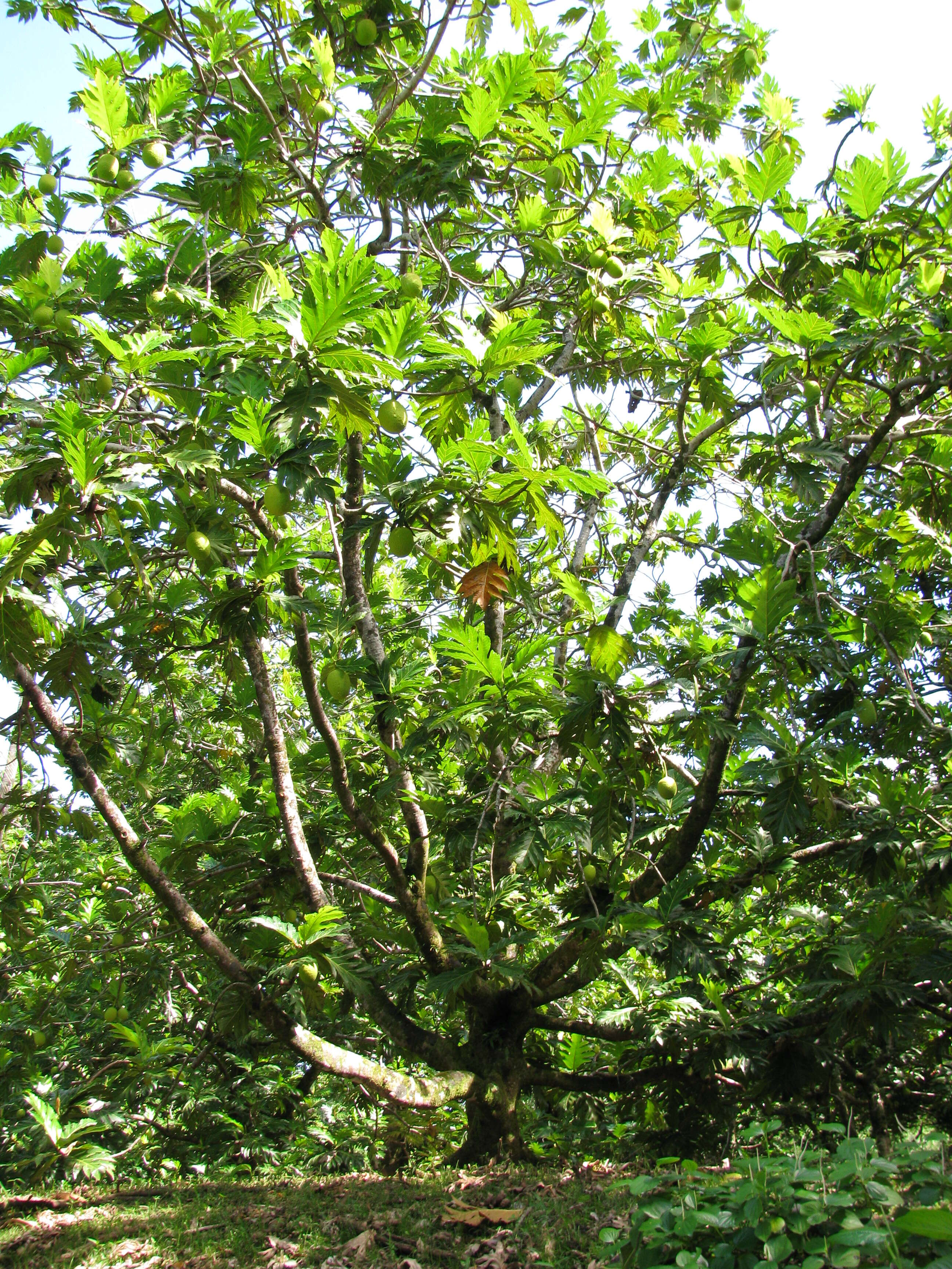 Image of Breadfruit Tree