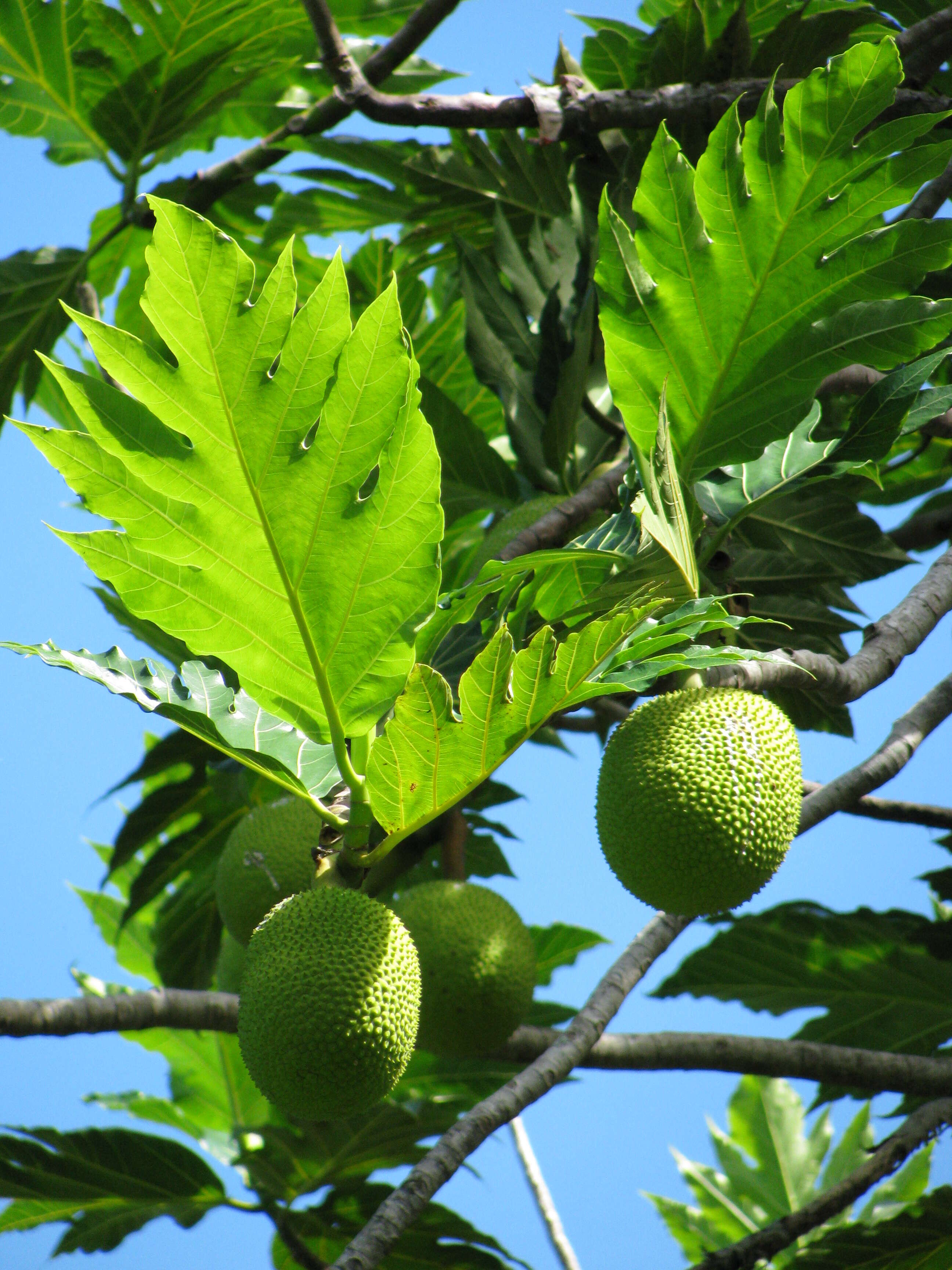 Image de Arbre à pain