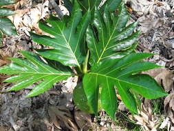 Image of Breadfruit Tree