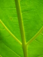 Image of Breadfruit Tree