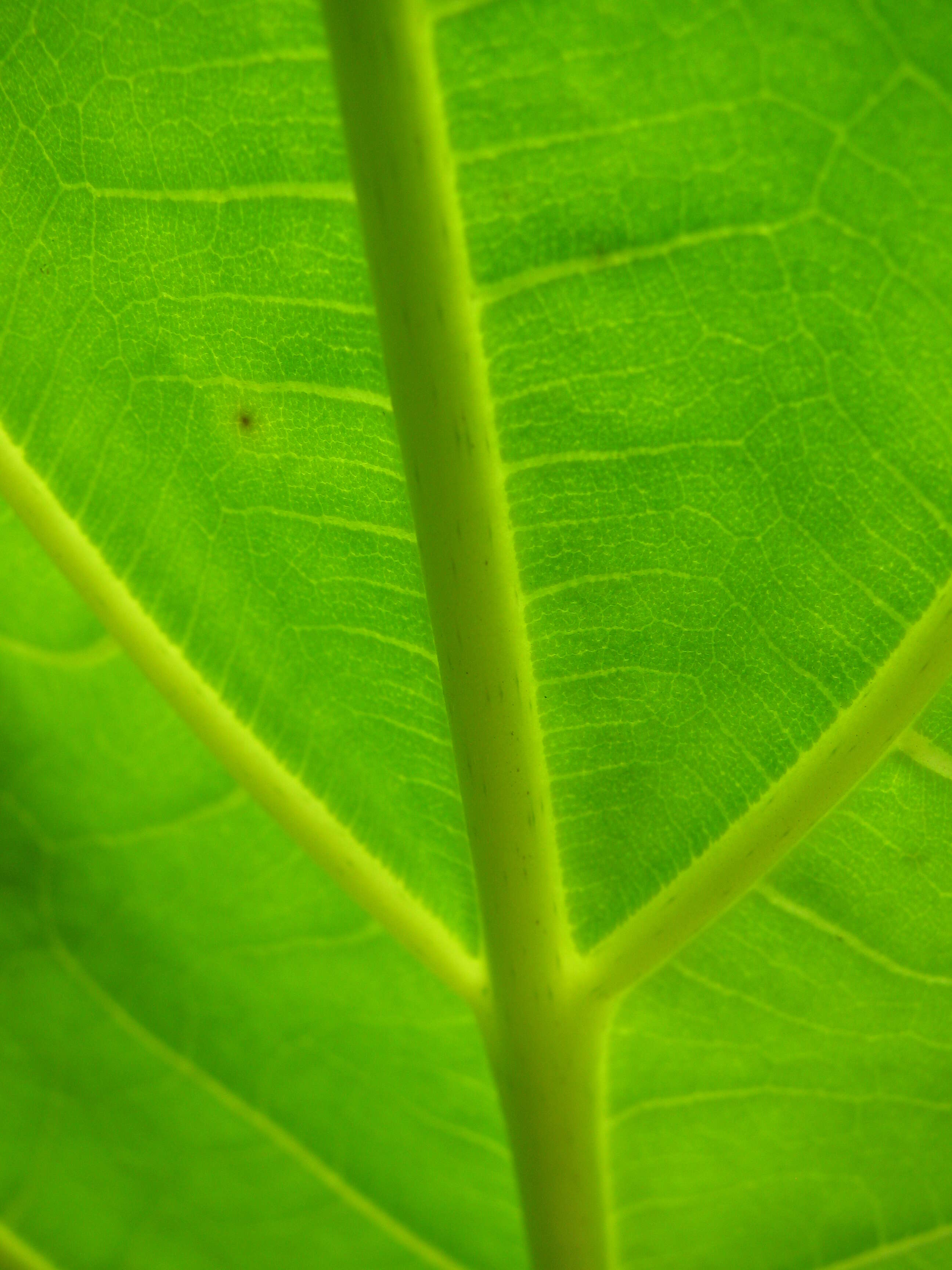 Image of Breadfruit Tree