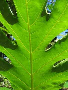 Image of Breadfruit Tree