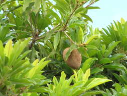 Image of sapodilla