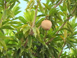 Image of sapodilla