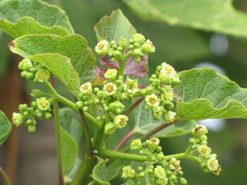 Image of Barbados nut