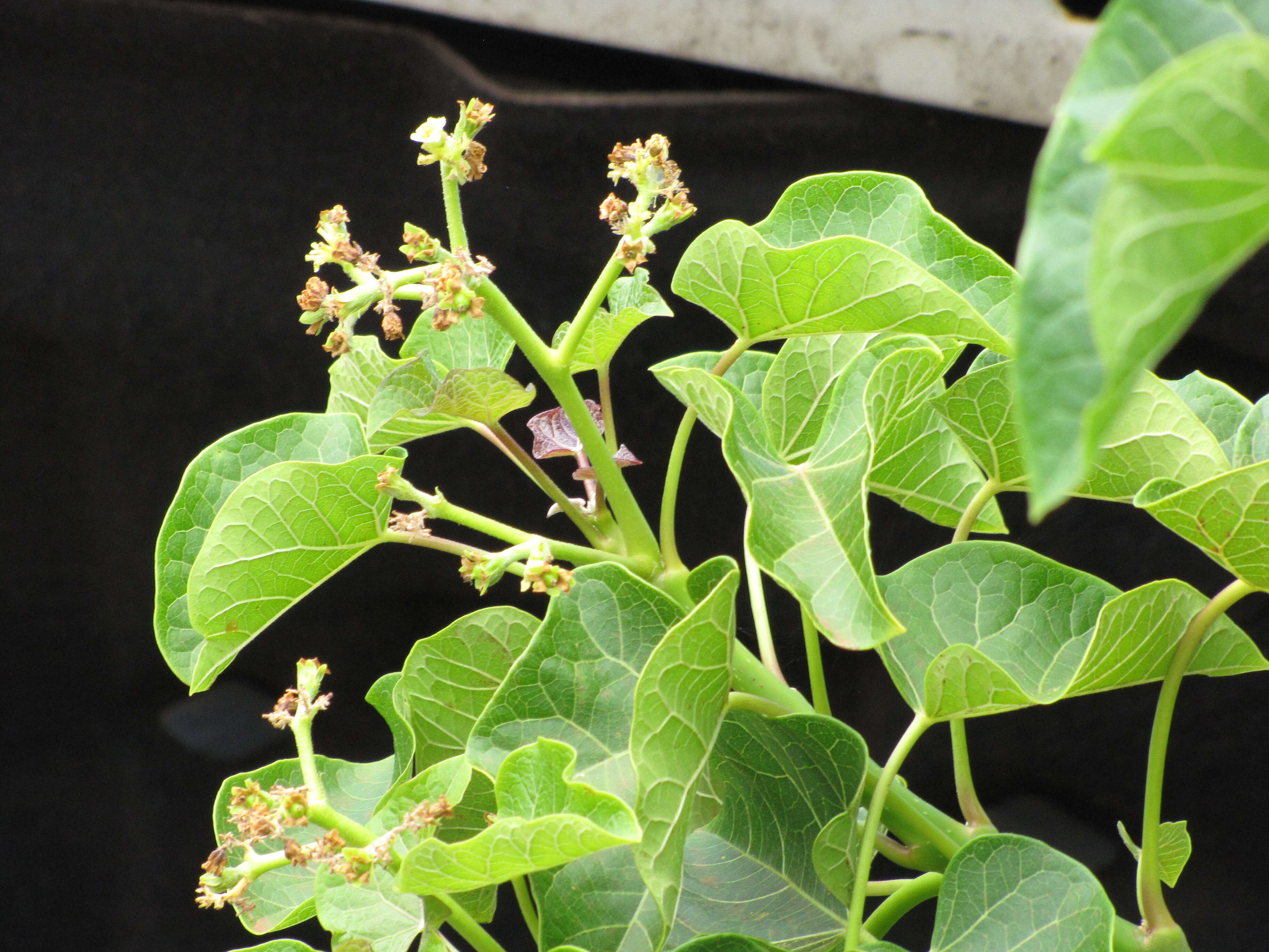 Image of Barbados nut