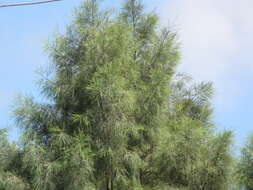 Image of Athel tamarisk