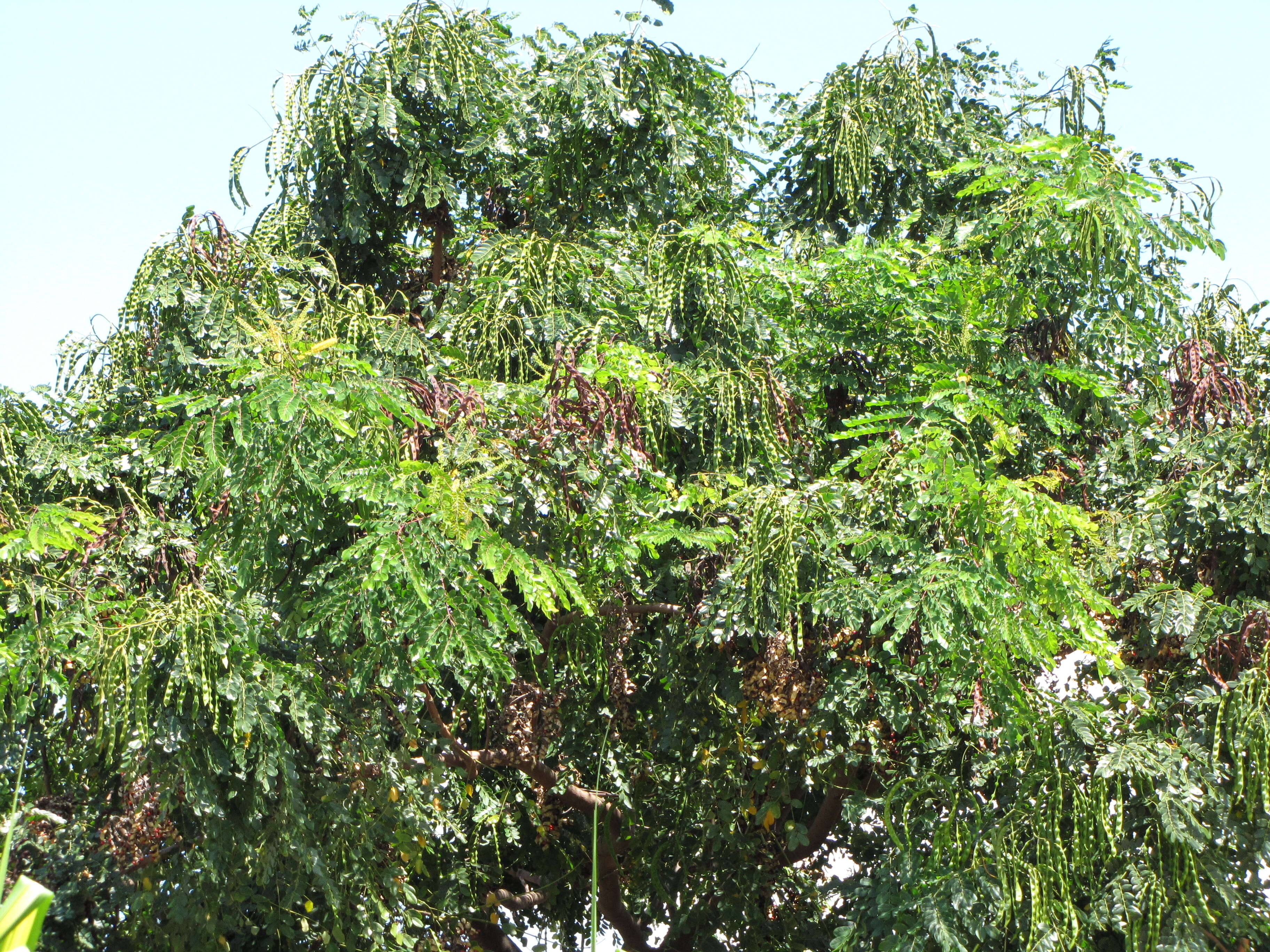 Image of beadtree