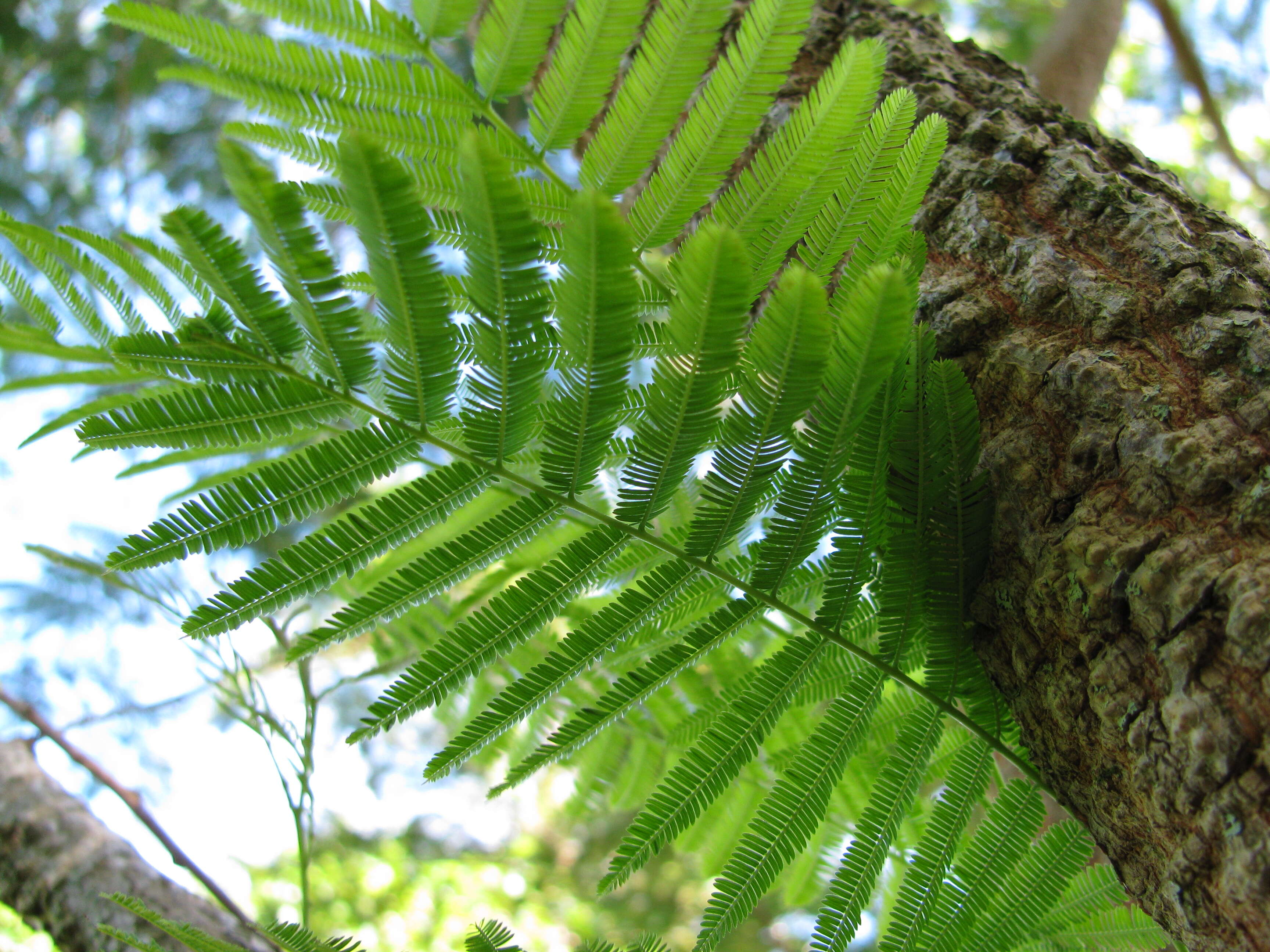 Plancia ëd Anadenanthera colubrina (Vell.) Brenan