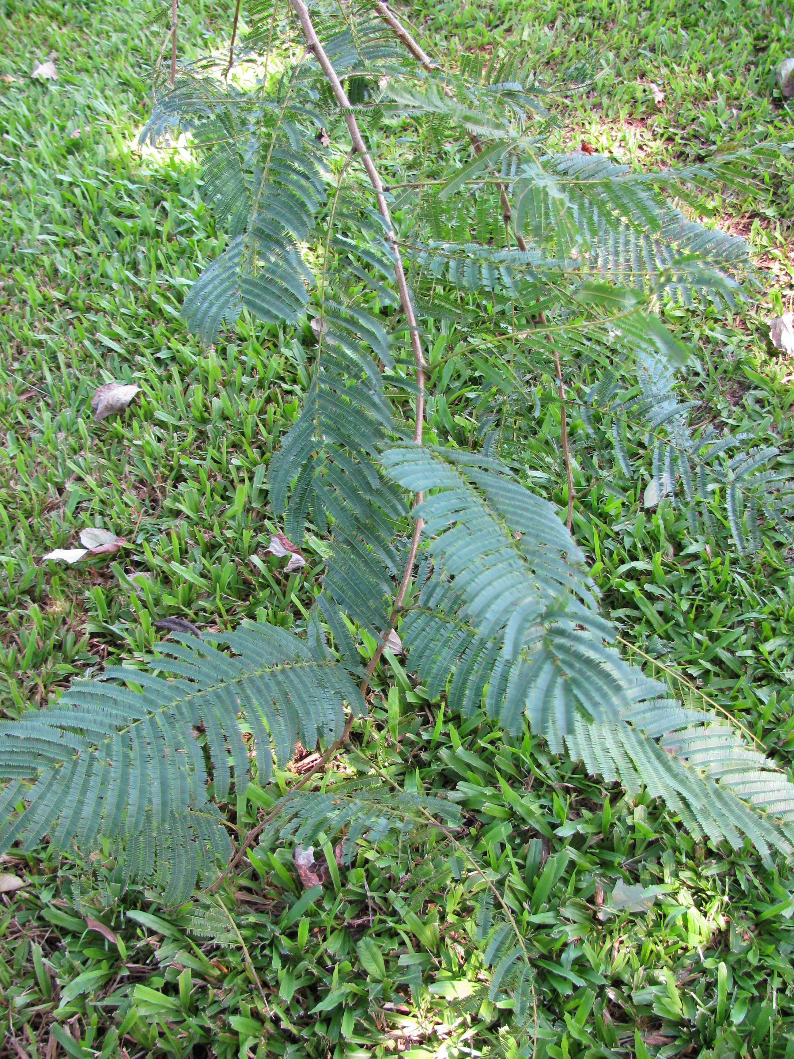 Plancia ëd Anadenanthera colubrina (Vell.) Brenan