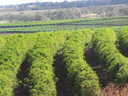 Image de Coffea arabica L.