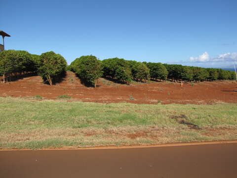 Image de Coffea arabica L.