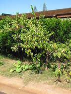 Image of carambola