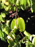 Image of carambola