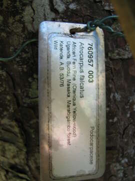 Image of Afrocarpus falcatus
