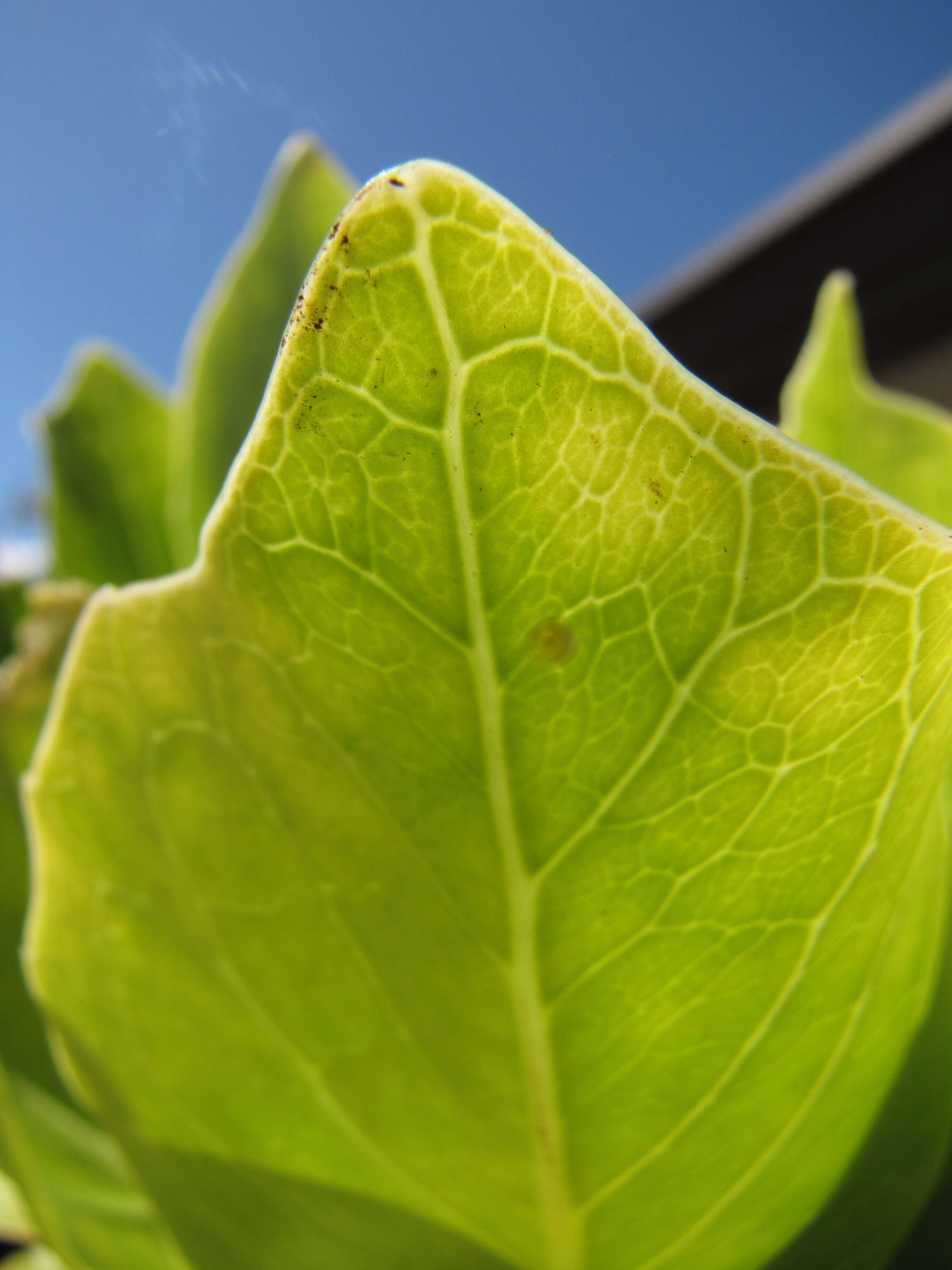 Image of cabbage on a stick