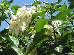 Image of Mussaenda