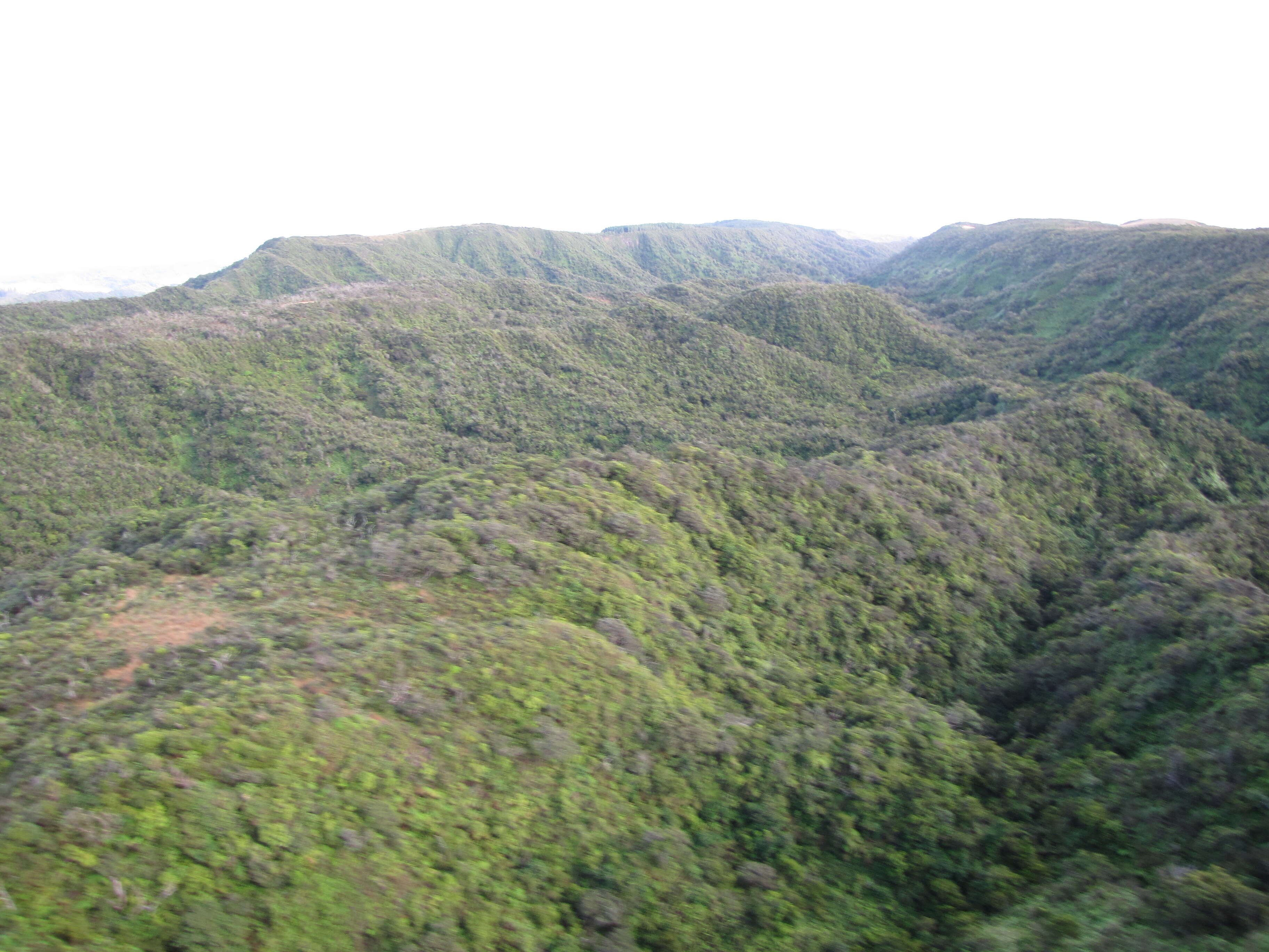 Image of Hawai'i holly