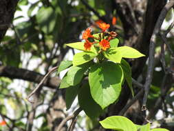 Image of largeleaf geigertree