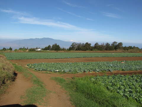 Image of white cabbage