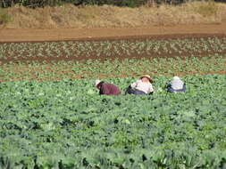 Image of white cabbage