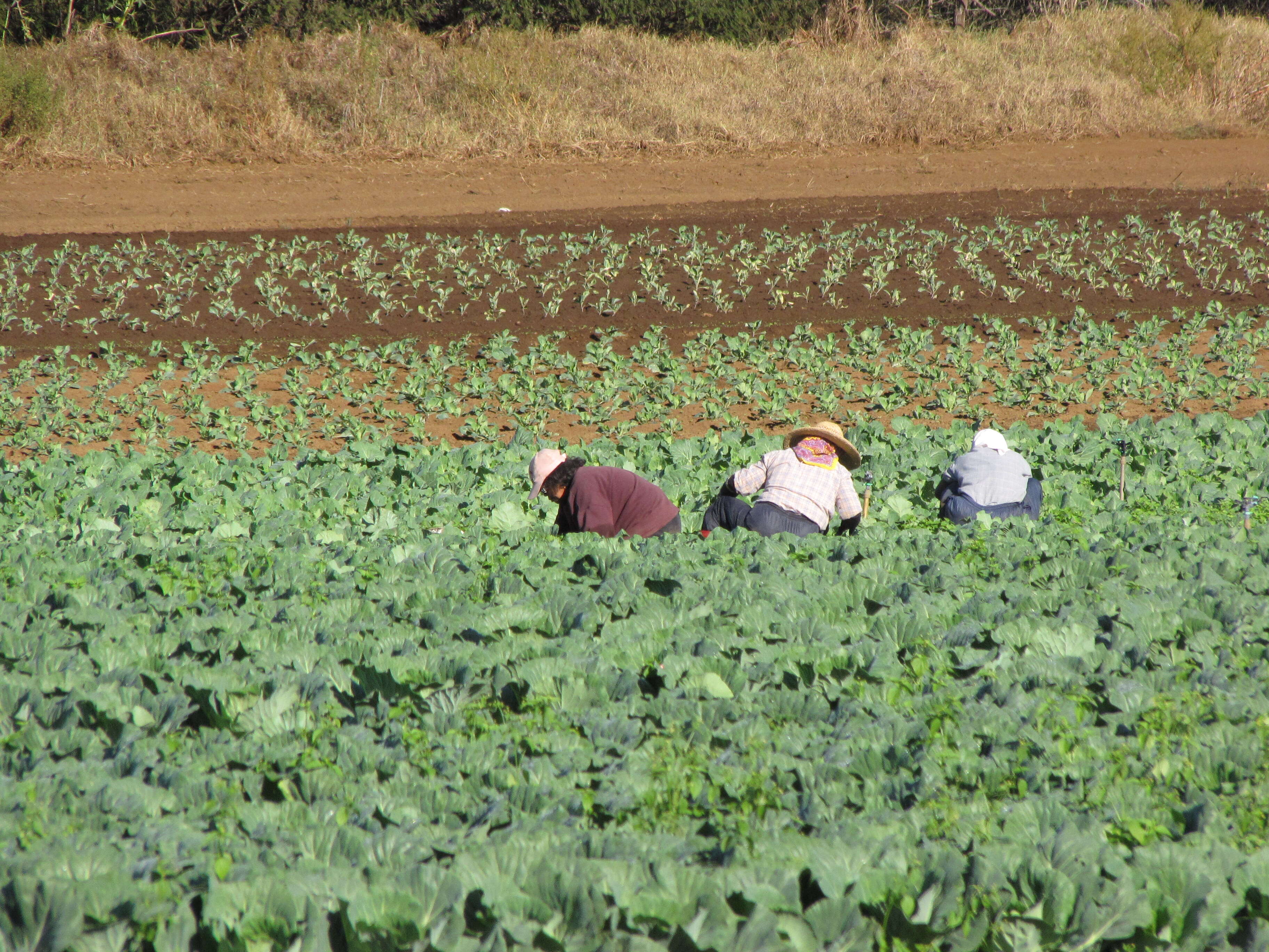 Image of white cabbage