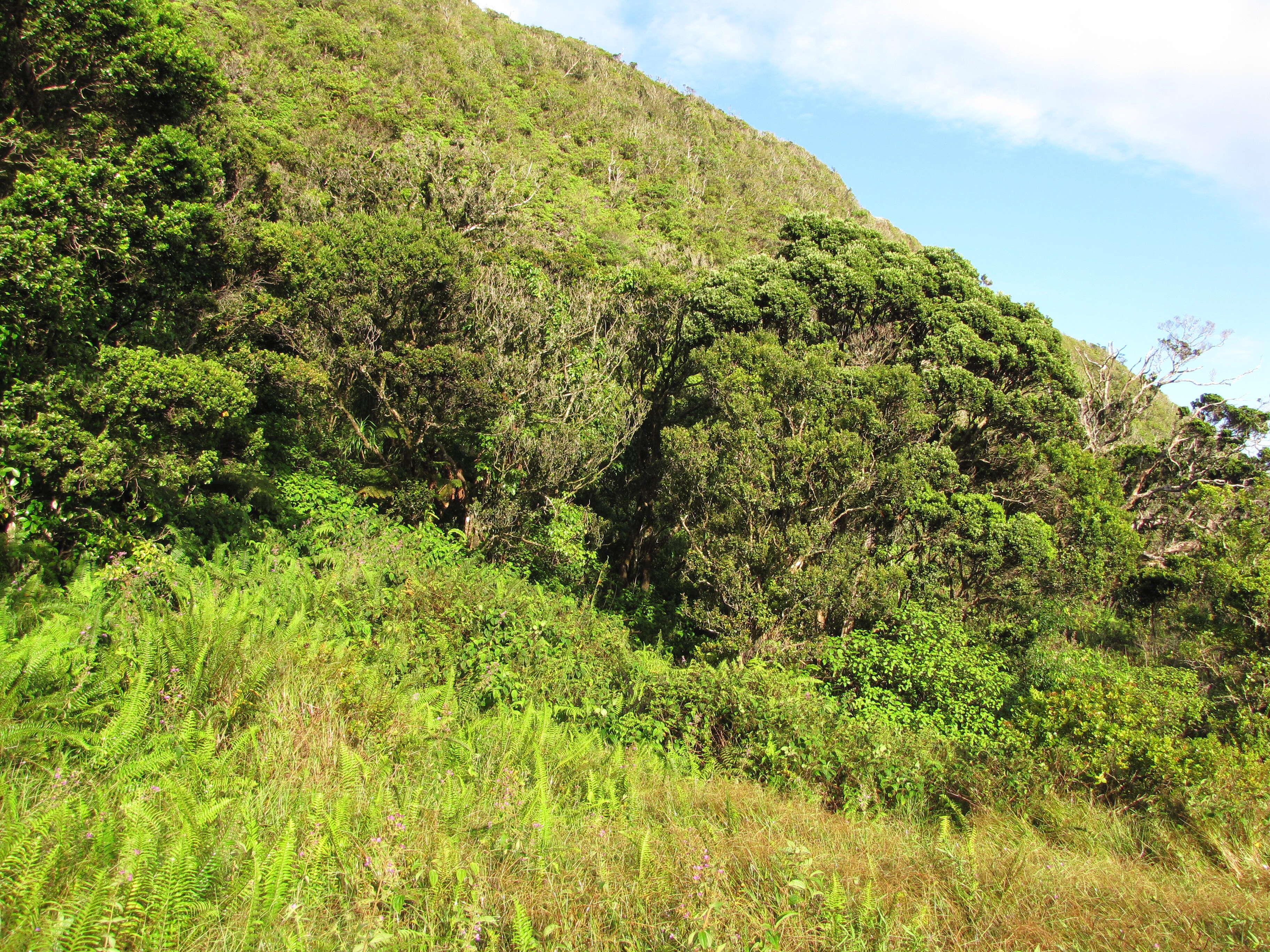 Image of soapbush