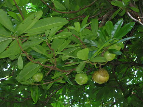 Plancia ëd Dillenia indica L.