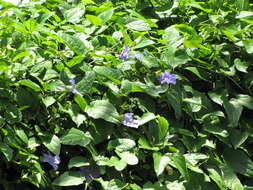 Image of laurel clockvine