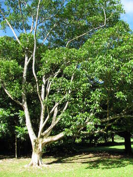 Image of Melicope latifolia (DC.) T. G. Hartley