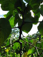 Image of kava