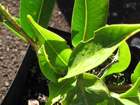 Image of Java rose apple