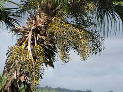 Image of fountain palm