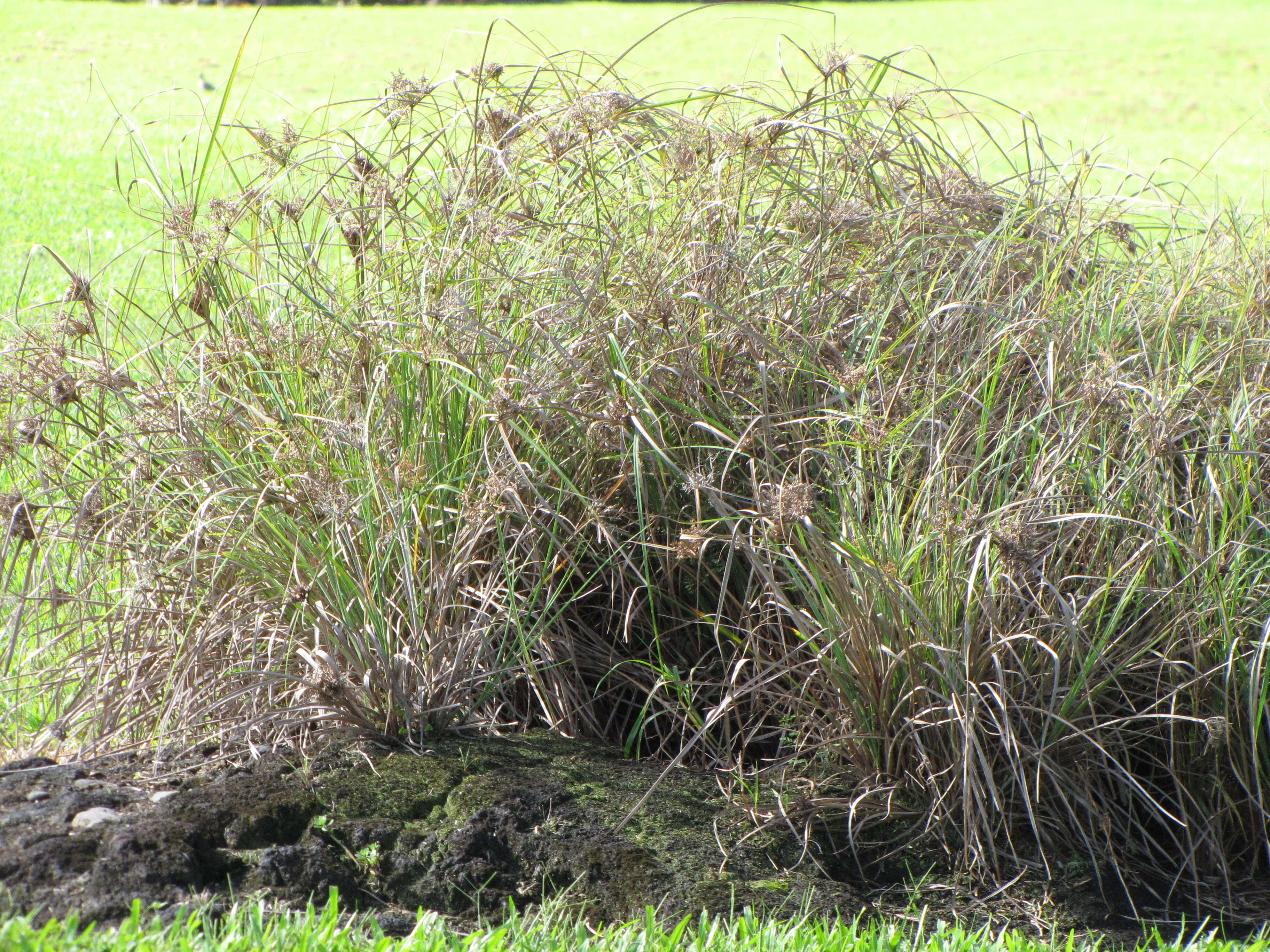 Image of Javanese flatsedge