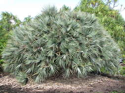 Image of Pandanus vandermeeschii Balf. fil.