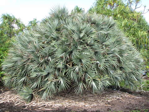 Pandanus vandermeeschii Balf. fil. resmi