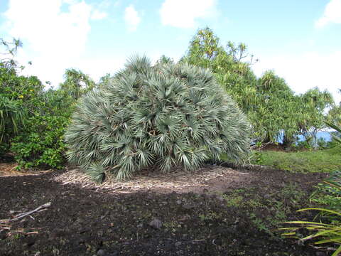 Pandanus vandermeeschii Balf. fil. resmi