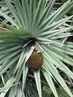 Image of Pandanus vandermeeschii Balf. fil.